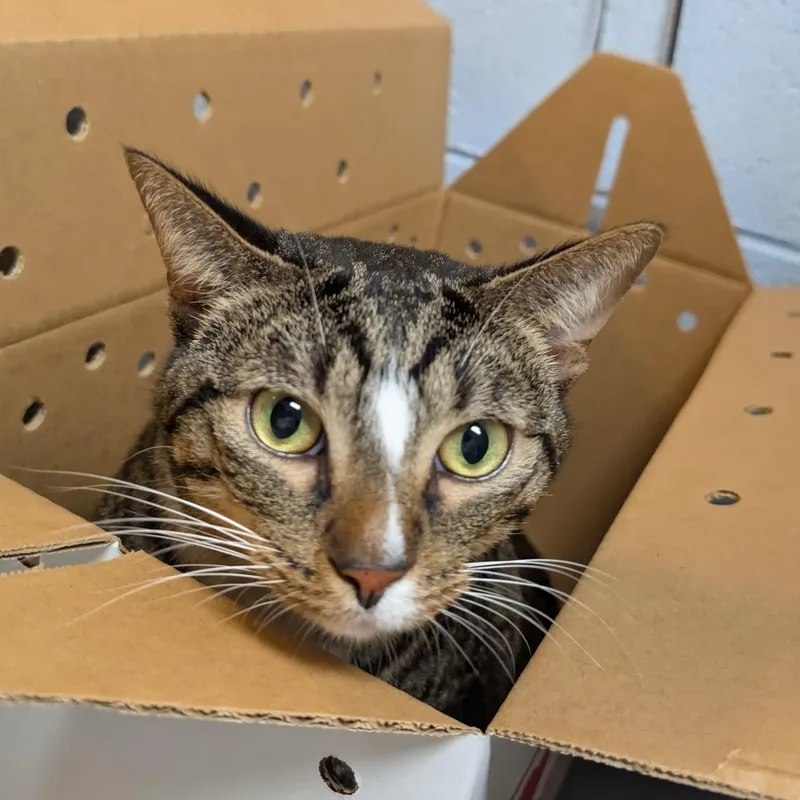 An adult medium-sized male Brown / Chocolate Domestic Short Hair cat named Chocolate for adoption in DeKalb, IL
