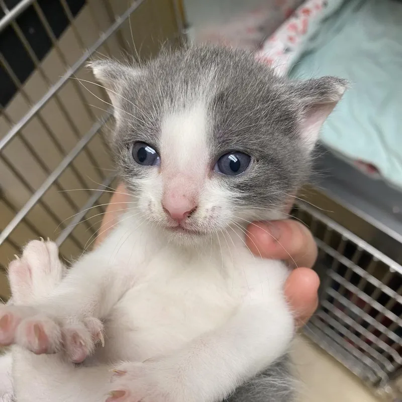 A baby small-sized male Gray / Blue / Silver Domestic Short Hair cat named Coffee mate for adoption in Red House, WV