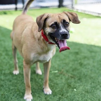 An adult medium-sized male Yellow / Tan / Blond / Fawn Boxer dog named Justice for adoption in Atlanta, GA