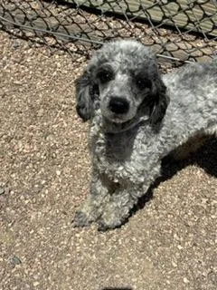 A young small-sized male Poodle dog named Cooperfield for adoption in Divide, CO