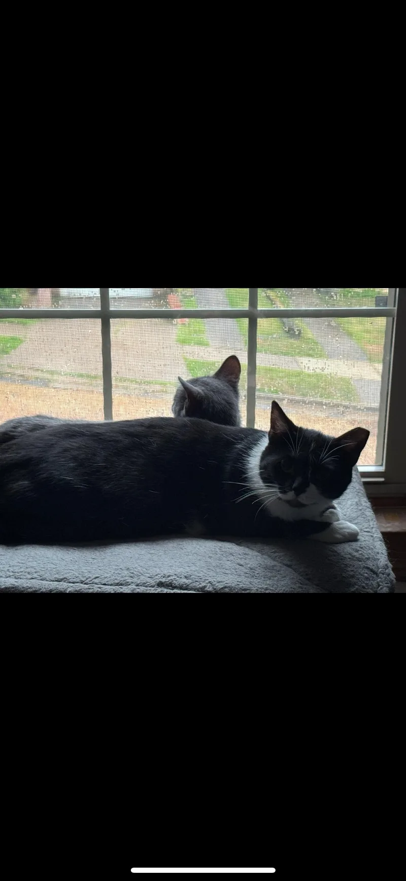 An adult medium-sized female Domestic Short Hair cat named Azrael for adoption in Verona, PA