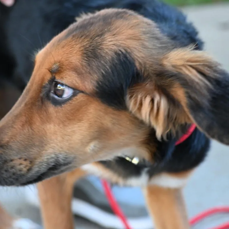 A baby medium-sized female Black Golden Retriever dog named Annabelle for adoption in Kansas City, MO