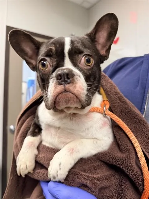 A young small-sized female French Bulldog dog named Princess Cupcake for adoption in Ontario, CA