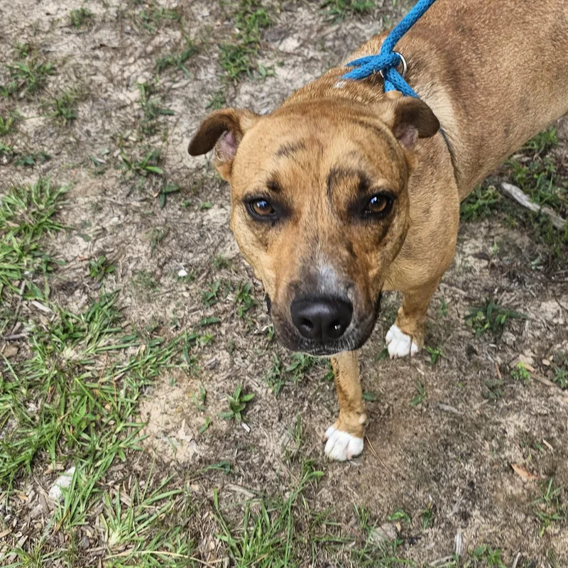 An adult medium-sized male Brindle Rhodesian Ridgeback dog named Rorshak for adoption in Willis, TX