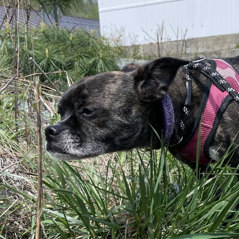 An adult medium-sized female Black Mixed Breed dog named Tilly for adoption in Enfield, NH
