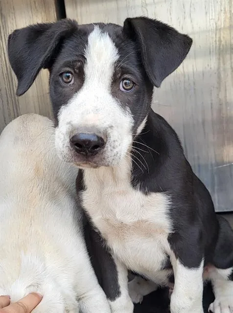 A baby small-sized male Labrador Retriever dog named Oreo for adoption in San Antonio, TX