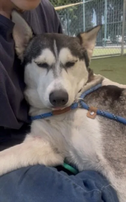 An adult large-sized female Siberian Husky dog named Shadow for adoption in Los Angeles, CA
