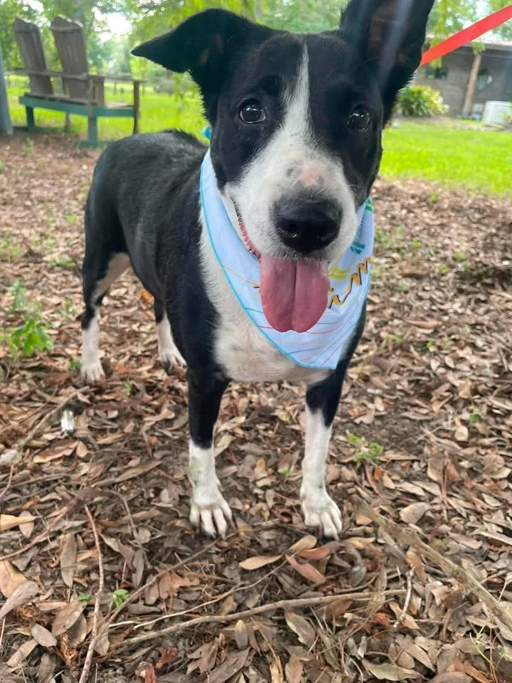 An adult medium-sized female Black Border Collie dog named Carmen for adoption in Winnie, TX