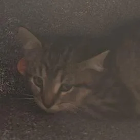 A young medium-sized female Gray / Blue / Silver Domestic Short Hair cat named Lilli for adoption in Midland, TX