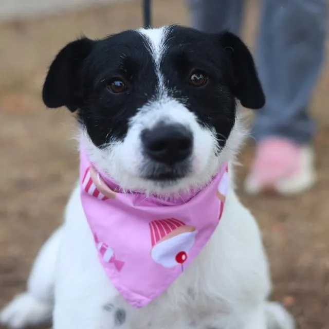 A young medium-sized male Terrier dog named Zorro for adoption in San Antonio, TX