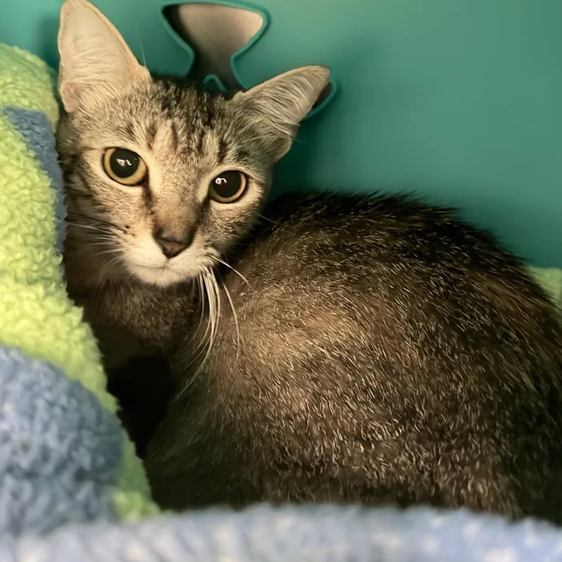 A young medium-sized female Brown / Chocolate Domestic Short Hair cat named Little for adoption in Titusville, FL