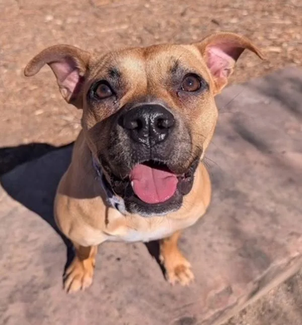 A young medium-sized female Boxer dog named Liyah for adoption in Littleton, CO