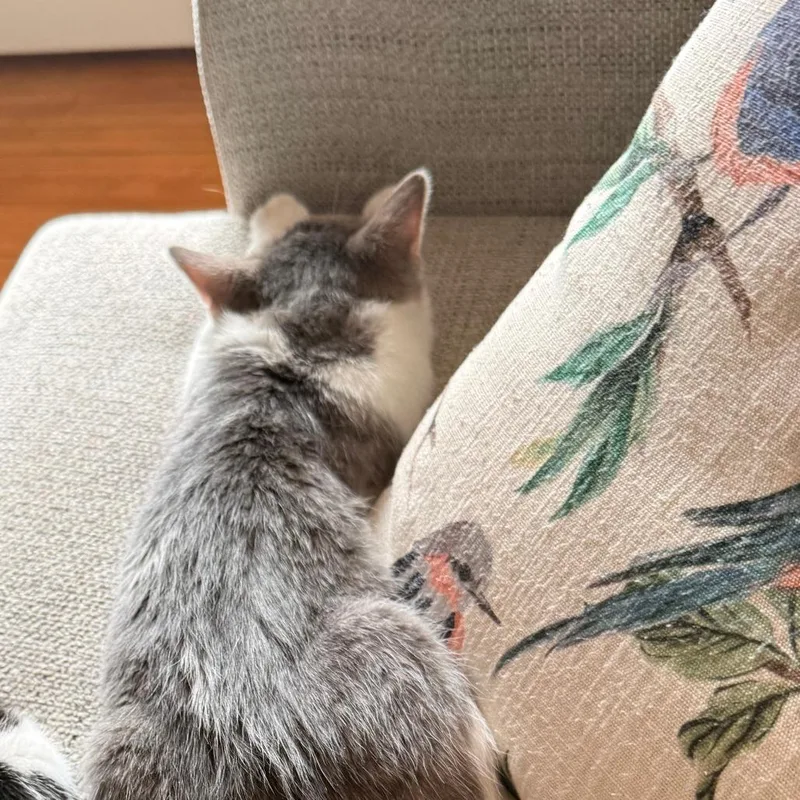 Peter Pan thumbnail 2