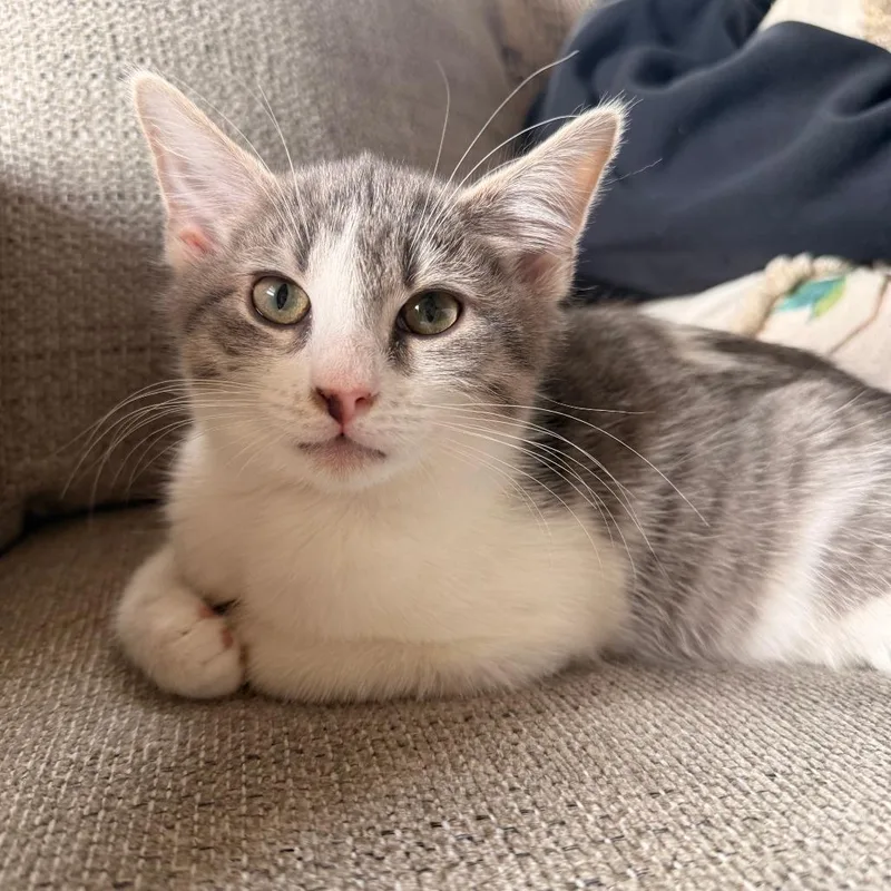 Peter Pan thumbnail 3