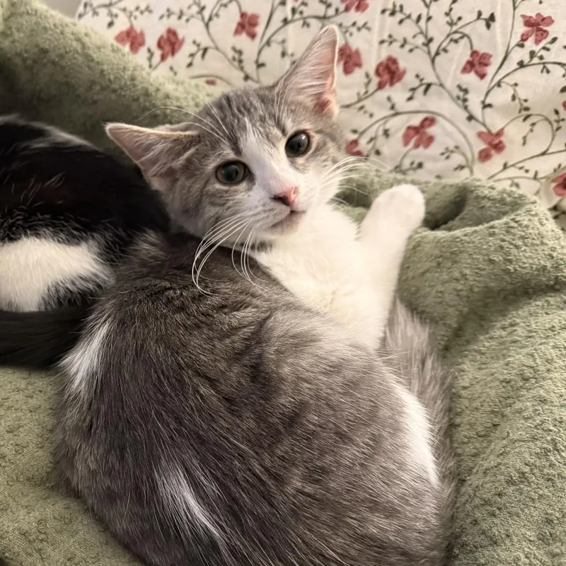 Peter Pan thumbnail 4