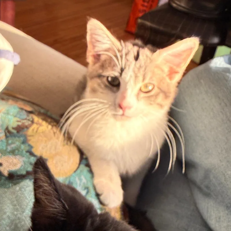 Peter Pan thumbnail 5