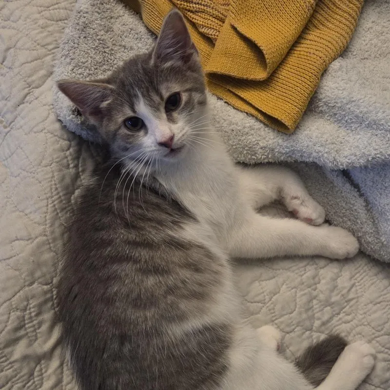 Peter Pan thumbnail 6