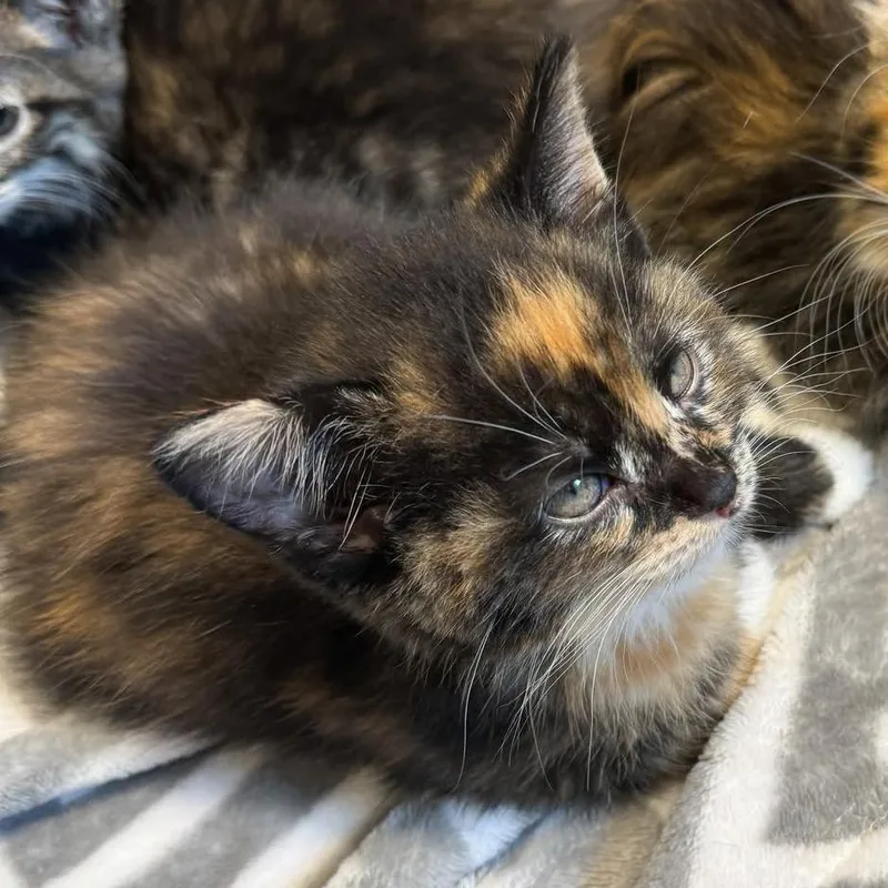 A baby small-sized female Tortoiseshell Domestic Short Hair cat named Super Siren for adoption in Fort Wayne, IN
