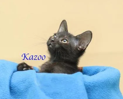 Kazoo