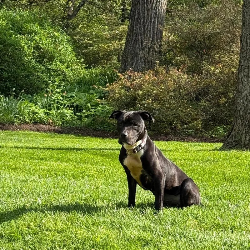 Moosey