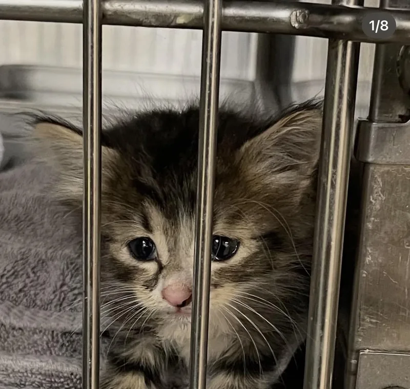 A baby small-sized female Domestic Short Hair cat named Birdie for adoption in Pinson, AL