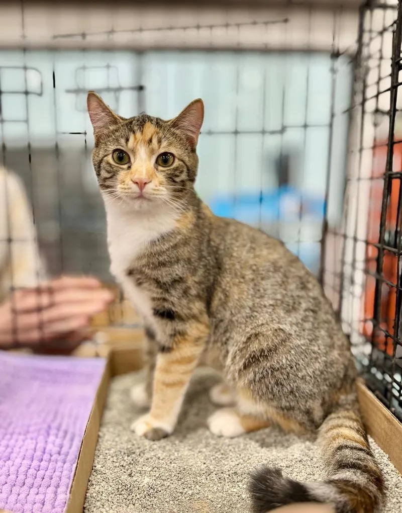 A baby large-sized female Domestic Short Hair cat named Bean Dip for adoption in Augusta, GA