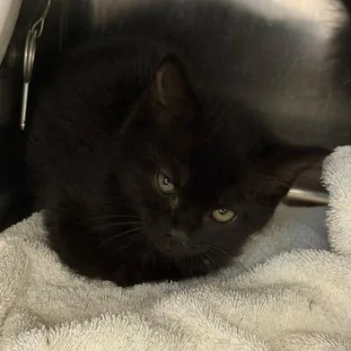 A baby small-sized female Domestic Short Hair cat named Korra for adoption in Cumming, GA