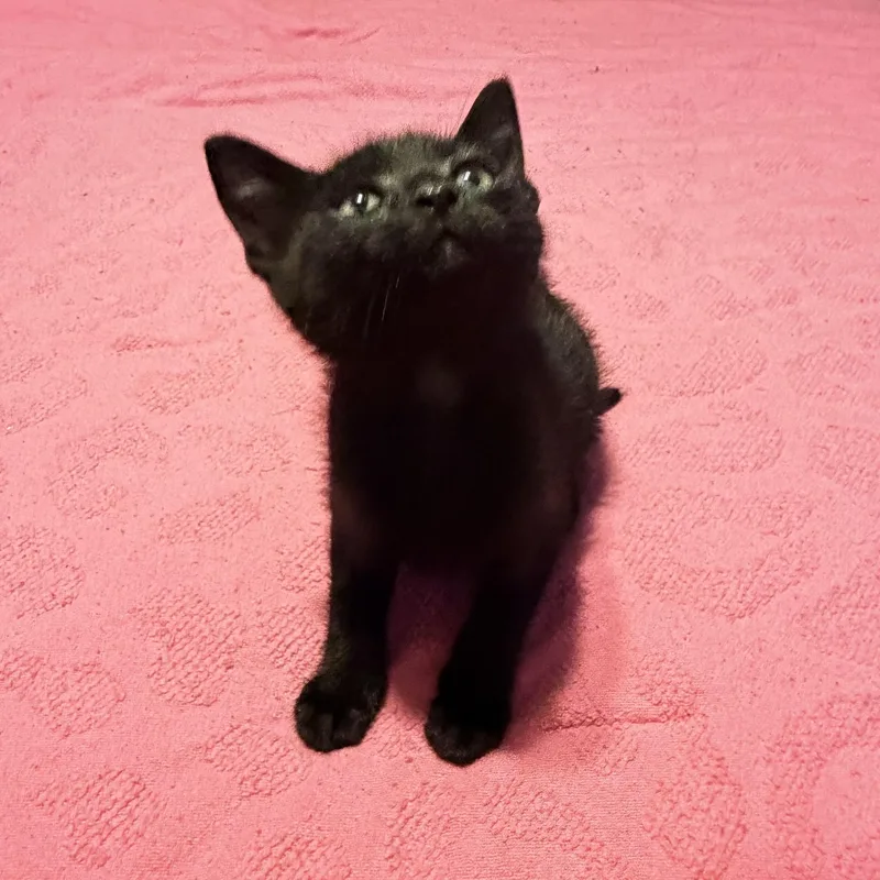 A baby medium-sized male Black Domestic Short Hair cat named Porter for adoption in Miami, FL