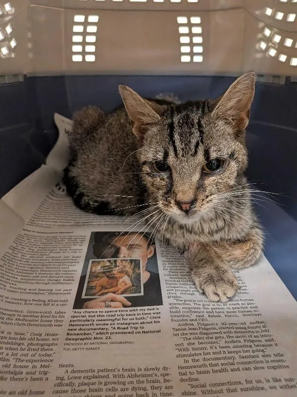 An adult medium-sized male Tabby (Brown / Chocolate) Domestic Short Hair cat named Spot for adoption in Cincinnati, OH