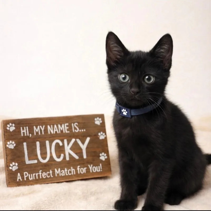 A baby small-sized male Black Domestic Short Hair cat named Lucky for adoption in Huntsville, AL