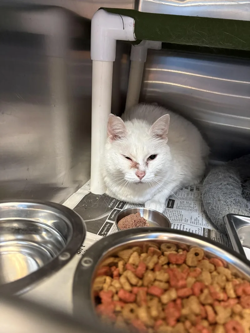 An adult medium-sized female Domestic Short Hair cat named "Pearl" for adoption in Leavenworth, KS