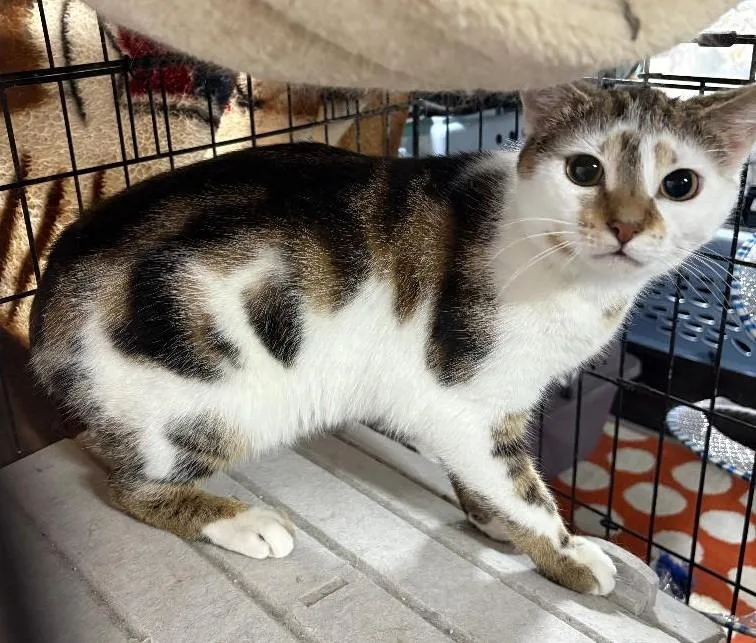 An adult medium-sized male Tabby (Brown / Chocolate) Domestic Short Hair cat named Jalapeno for adoption in East Brunswick, NJ
