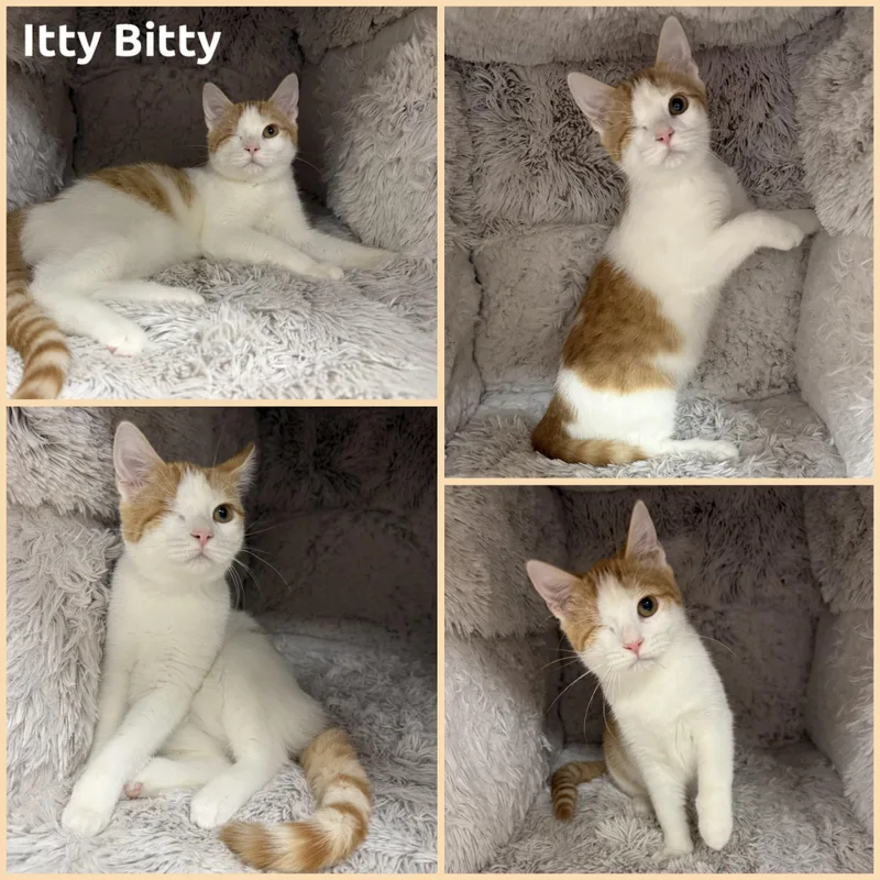 A young small-sized female Orange & White Domestic Short Hair cat named Itty Bitty for adoption in Louisville, KY