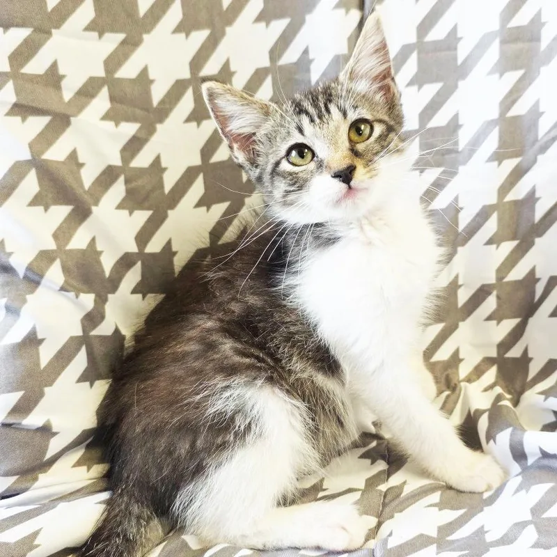 A baby small-sized female Brown / Chocolate Domestic Short Hair cat named Norma for adoption in Mount Juliet, TN