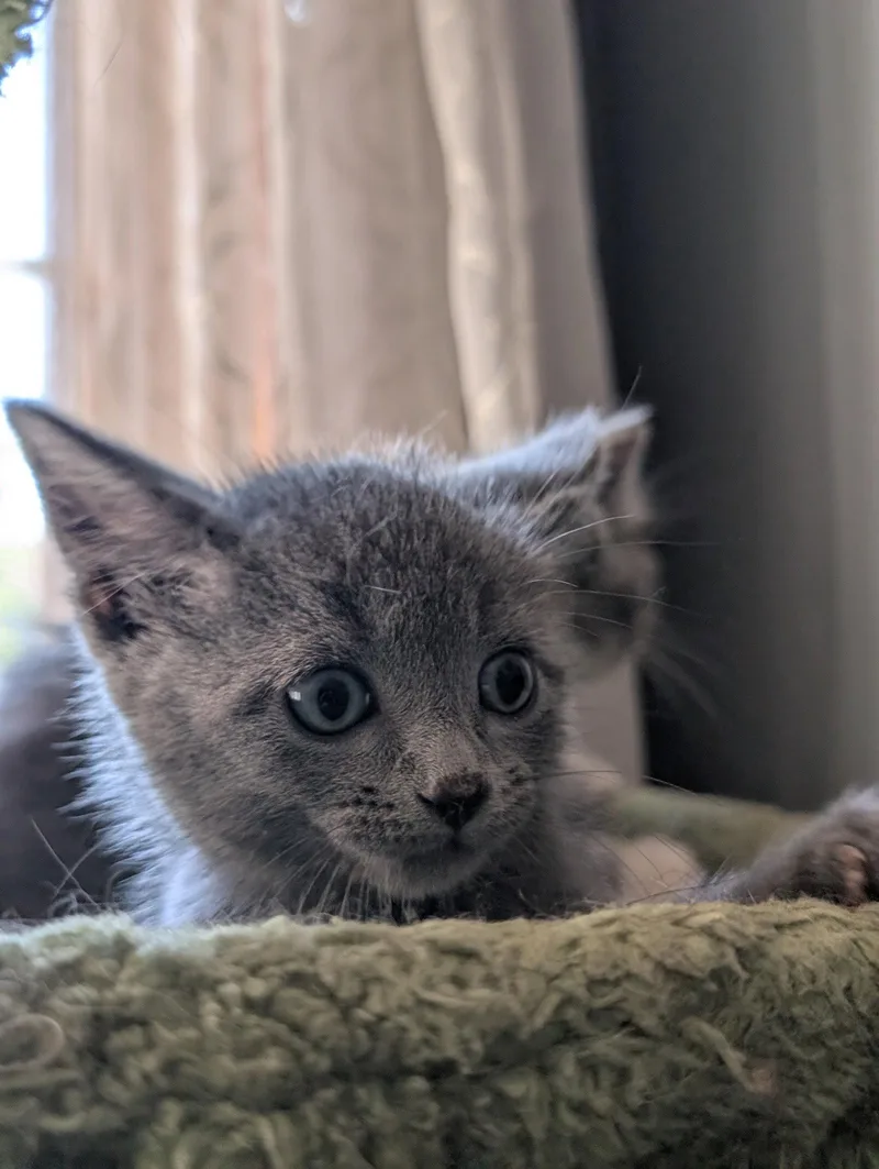 A baby small-sized male Gray / Blue / Silver Domestic Medium Hair cat named Momo for adoption in Brooklyn Center, MN