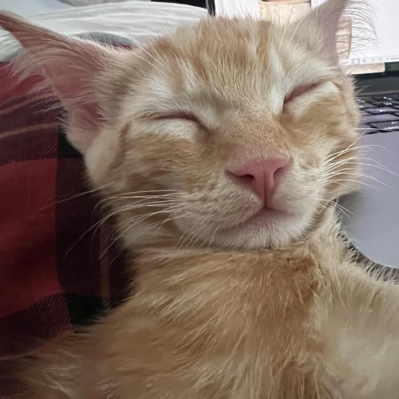A baby small-sized male Orange / Red Domestic Short Hair cat named Snarf for adoption in Los Angeles, CA