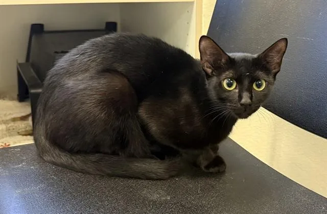 A young small-sized female Domestic Short Hair cat named Stella Luna for adoption in Sarasota, FL