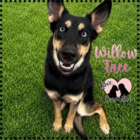 A baby medium-sized female Black Husky dog named Willow Tree for adoption in Gilbert, AZ