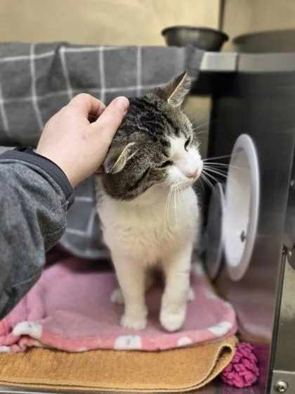 A young medium-sized male Domestic Short Hair cat named Babaloo for adoption in Westland, MI