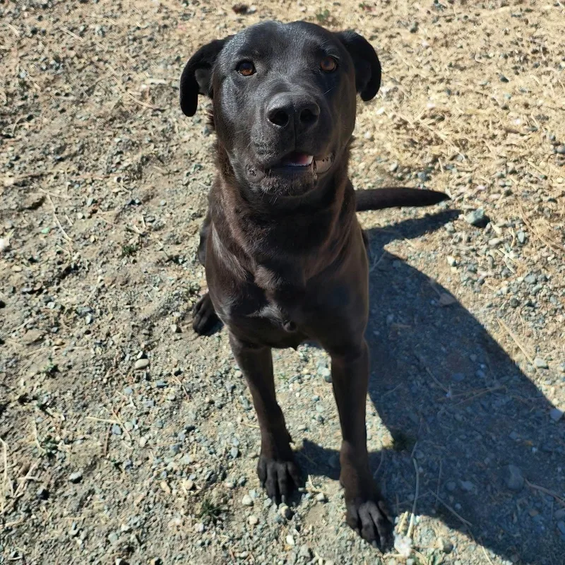 A young large-sized male Black Labrador Retriever dog named Turbo for adoption in Weaverville, CA