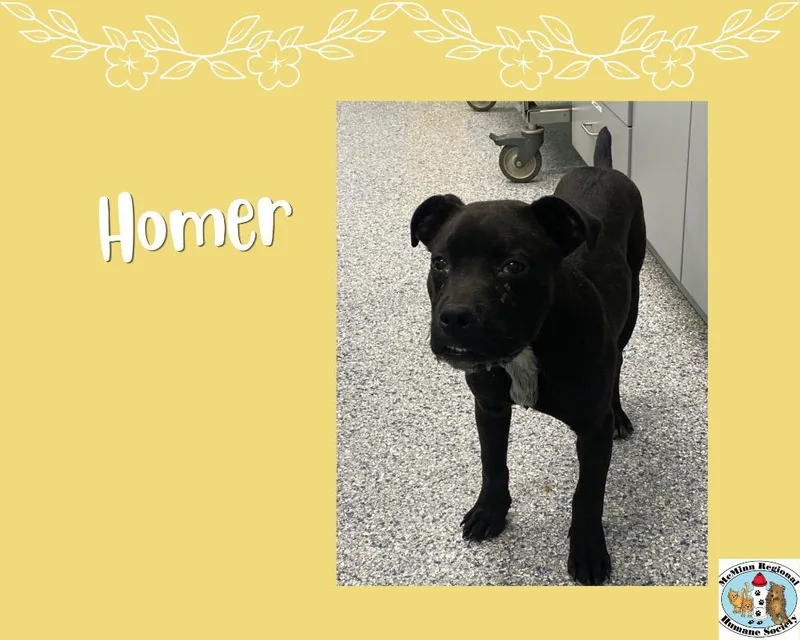 A baby medium-sized male Terrier dog named Homer for adoption in Athens, TN
