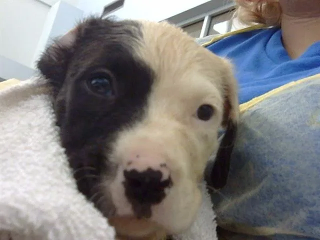 A baby medium-sized male Mixed Breed dog named Pistachio for adoption in Dallas, TX