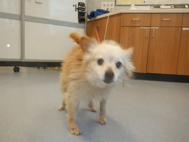 An adult small-sized male Pomeranian dog named Cornflake for adoption in San Jose, CA