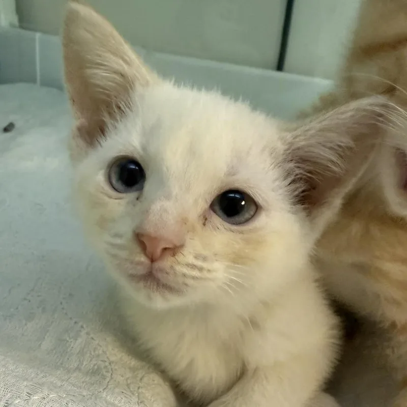 A baby small-sized female Orange / Red Domestic Short Hair cat named Heir To The Iron for adoption in Fredericksburg, VA