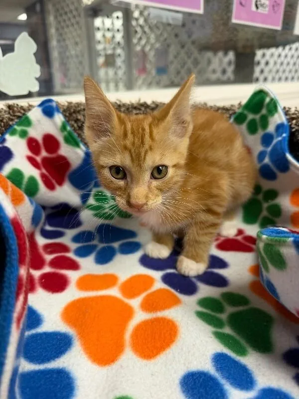 A baby medium-sized male Orange / Red Domestic Short Hair cat named Aslan for adoption in Belton, MO