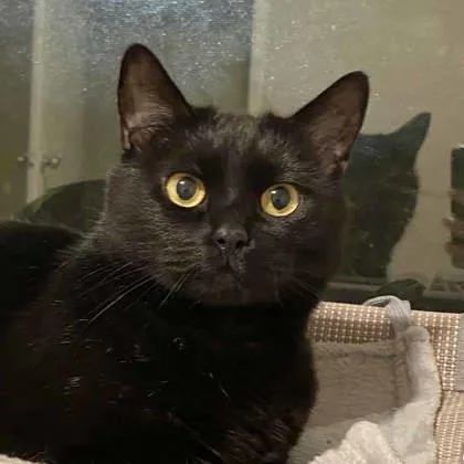 An adult small-sized female Black Domestic Short Hair cat named Jazz for adoption in Atlanta, GA