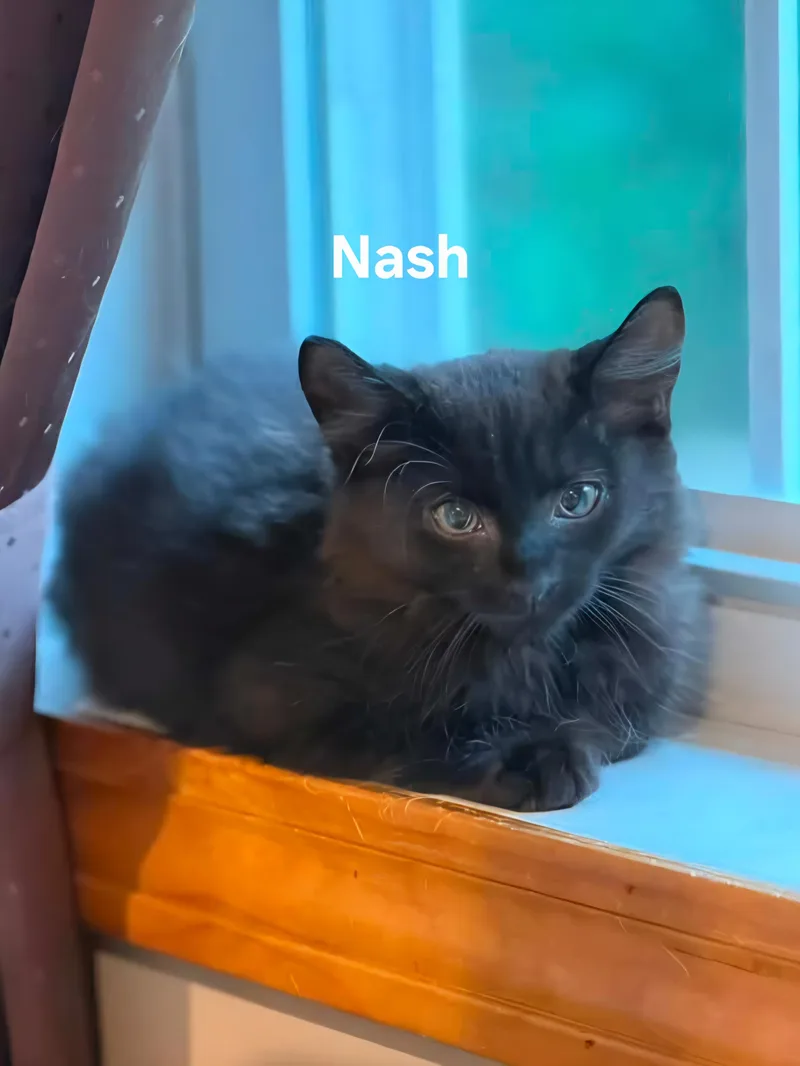 Nash
