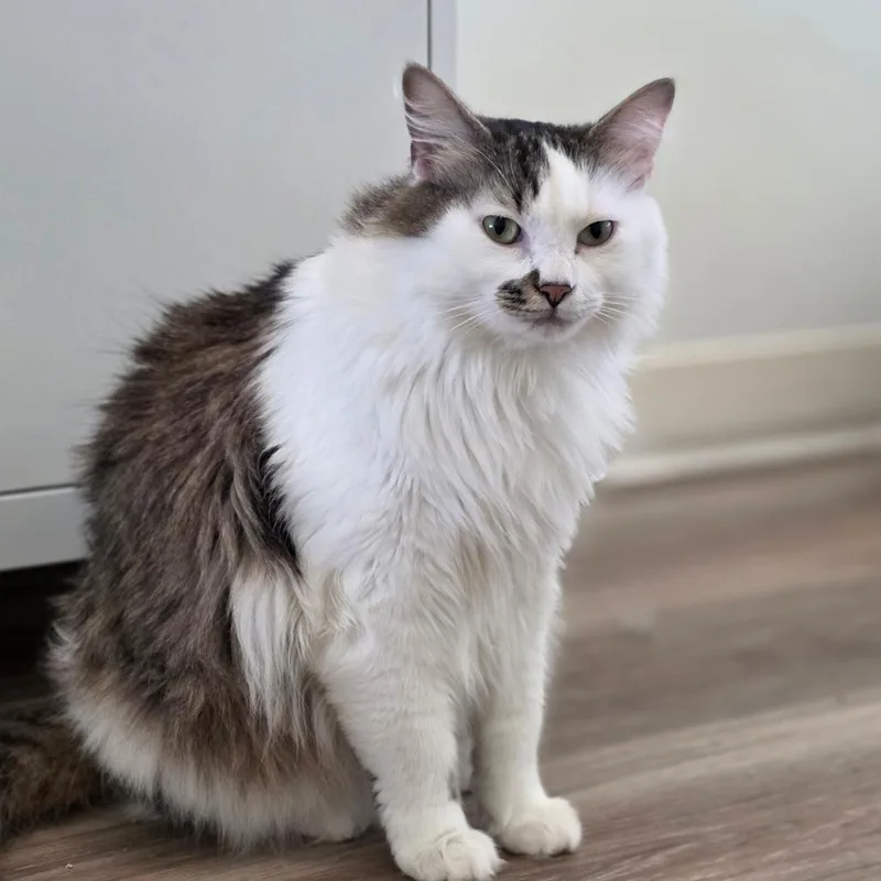 An adult large-sized male White Domestic Medium Hair cat named Ernie for adoption in Chapel Hill, NC
