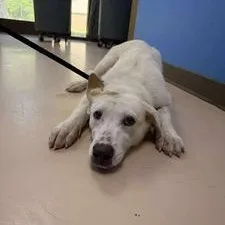 A young small-sized female White / Cream Mixed Breed dog named Alvie for adoption in Pine Bluff, AR