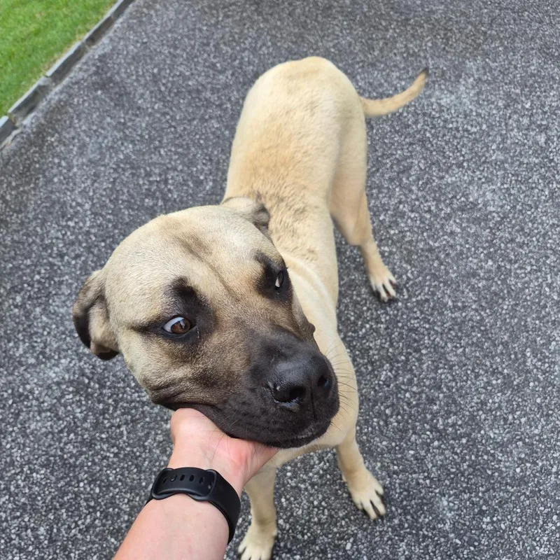 A young extra large-sized male Yellow / Tan / Blond / Fawn Mixed Breed dog named Gmoney for adoption in Columbus, GA